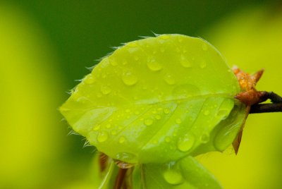 Fagus sylvatica 'Zlatia Pendula' - buk lesní - list jaro